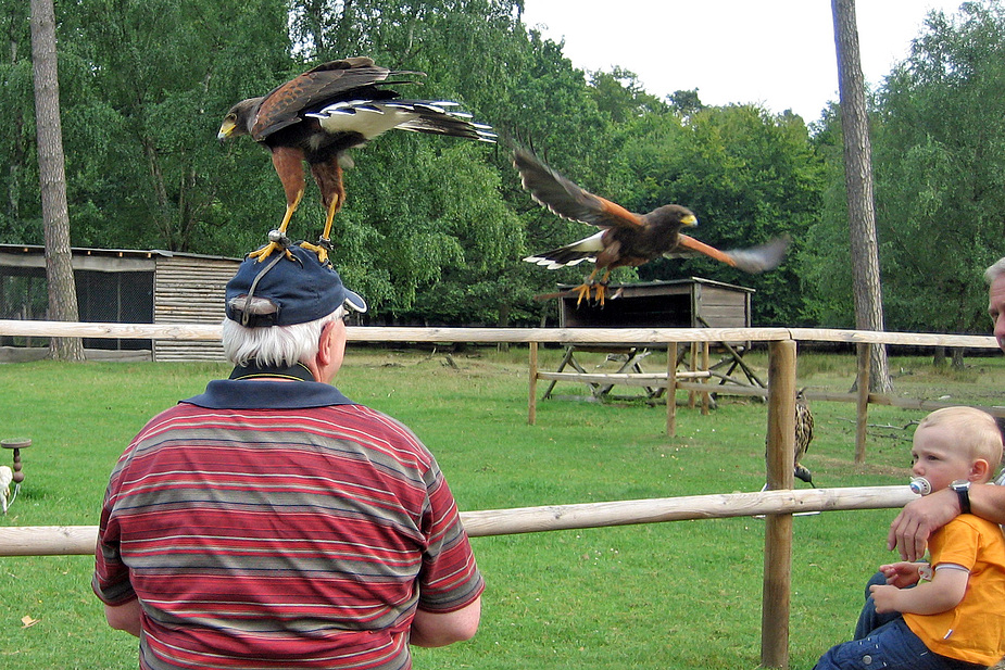 Ich habe einen Vogel