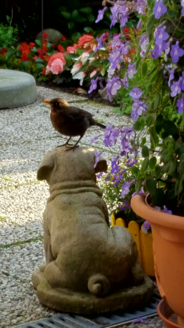 Ich habe einen Vogel...........