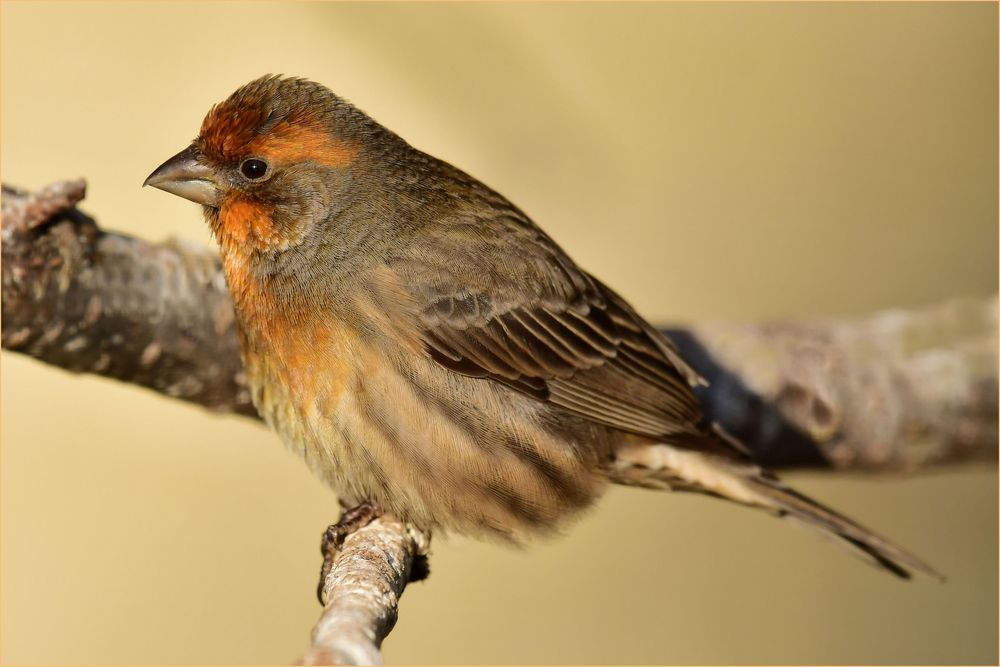 Ich habe einen Vogel