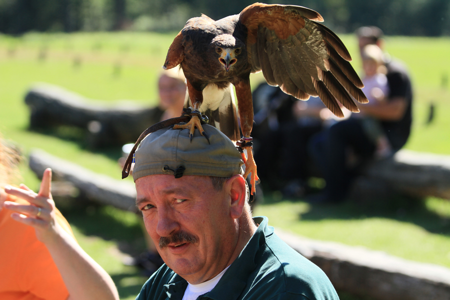 Ich habe einen Vogel