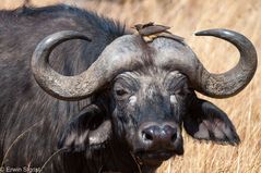 Ich habe einen Vogel - Büffel in Kenya