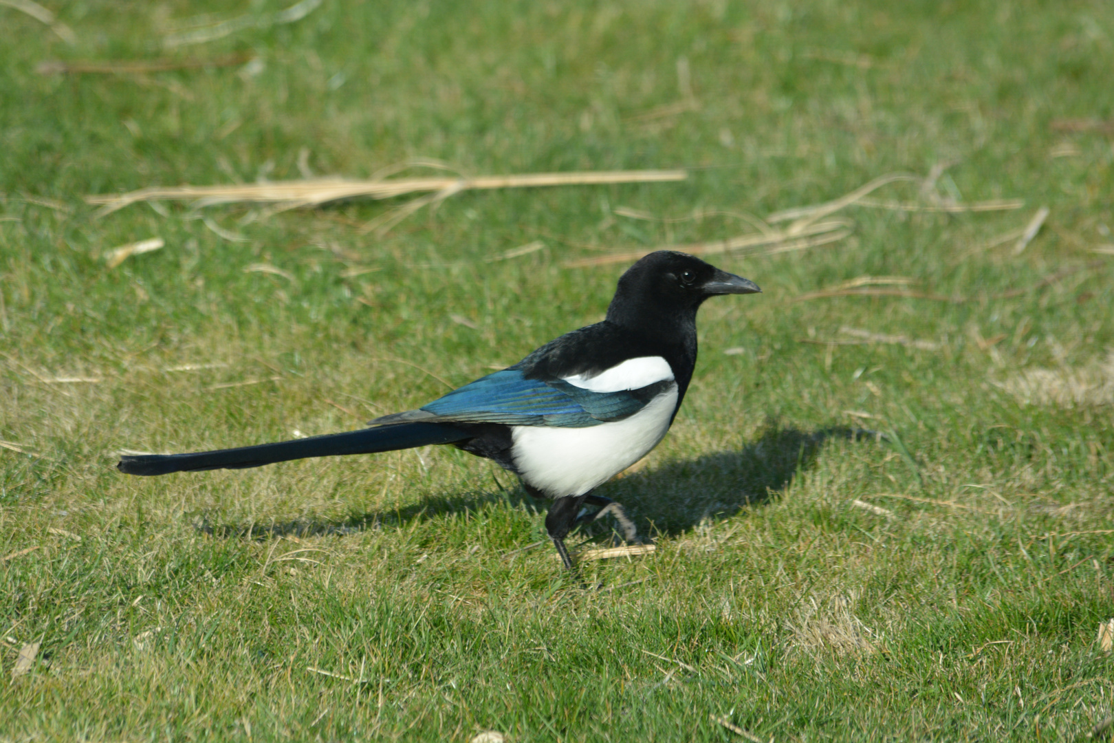 Ich habe einen Vogel