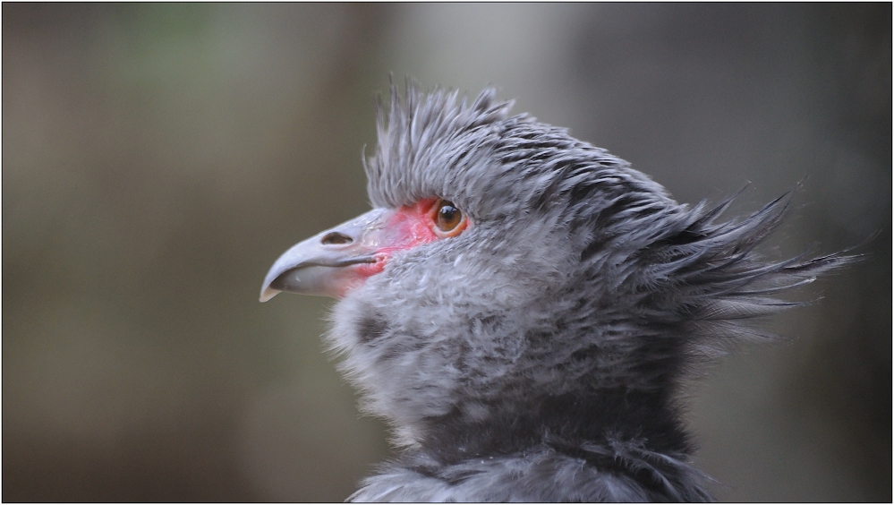 ... ich habe einen Vogel ...