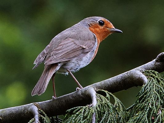 ich habe Euch im Blick