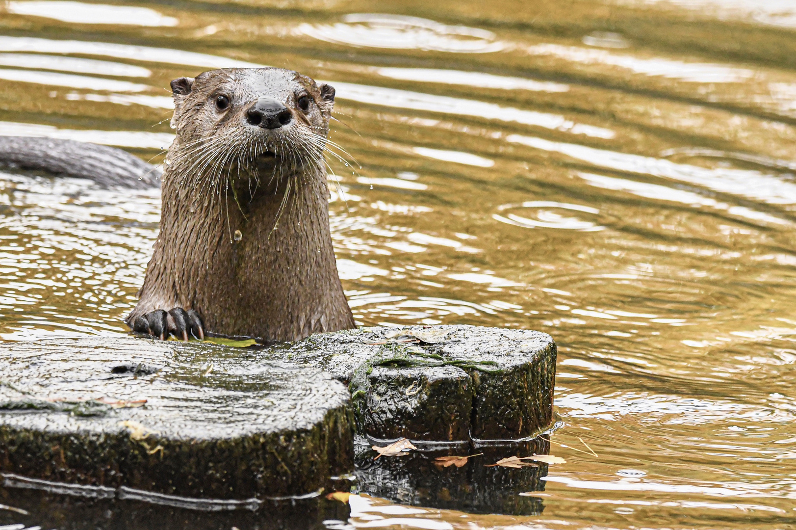 "Ich habe FISCH bestellt !!!"