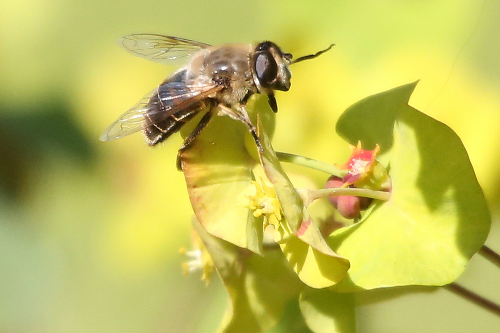 Ich habe gar kein Macro