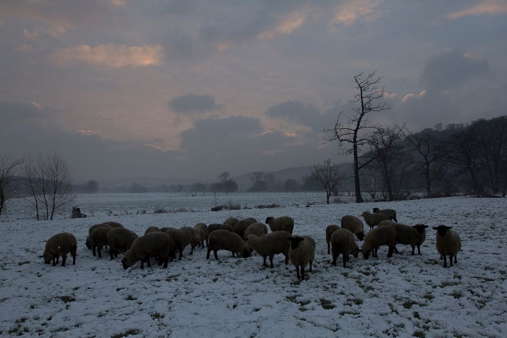 Ich habe gefroren, und die Schafe.........