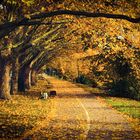 Ich habe gestern auch ein Herbstspaziergang gemacht :)