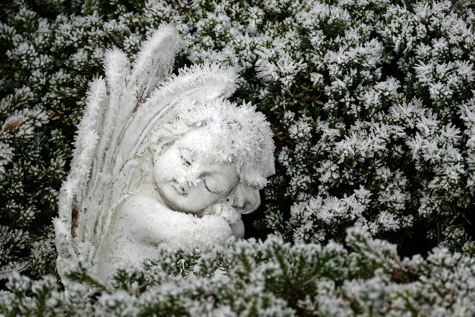 "Ich habe heut´ Nacht im Traum das Christkind gesehen"