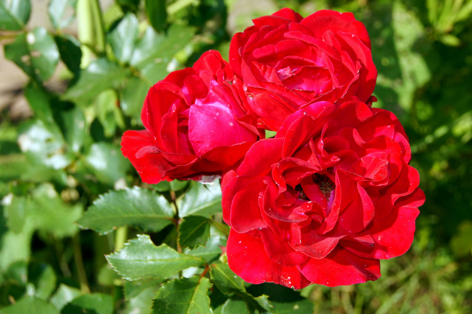 Ich habe heute ein paar Blumen nicht gepflückt, um dir ihr Leben zu schenken