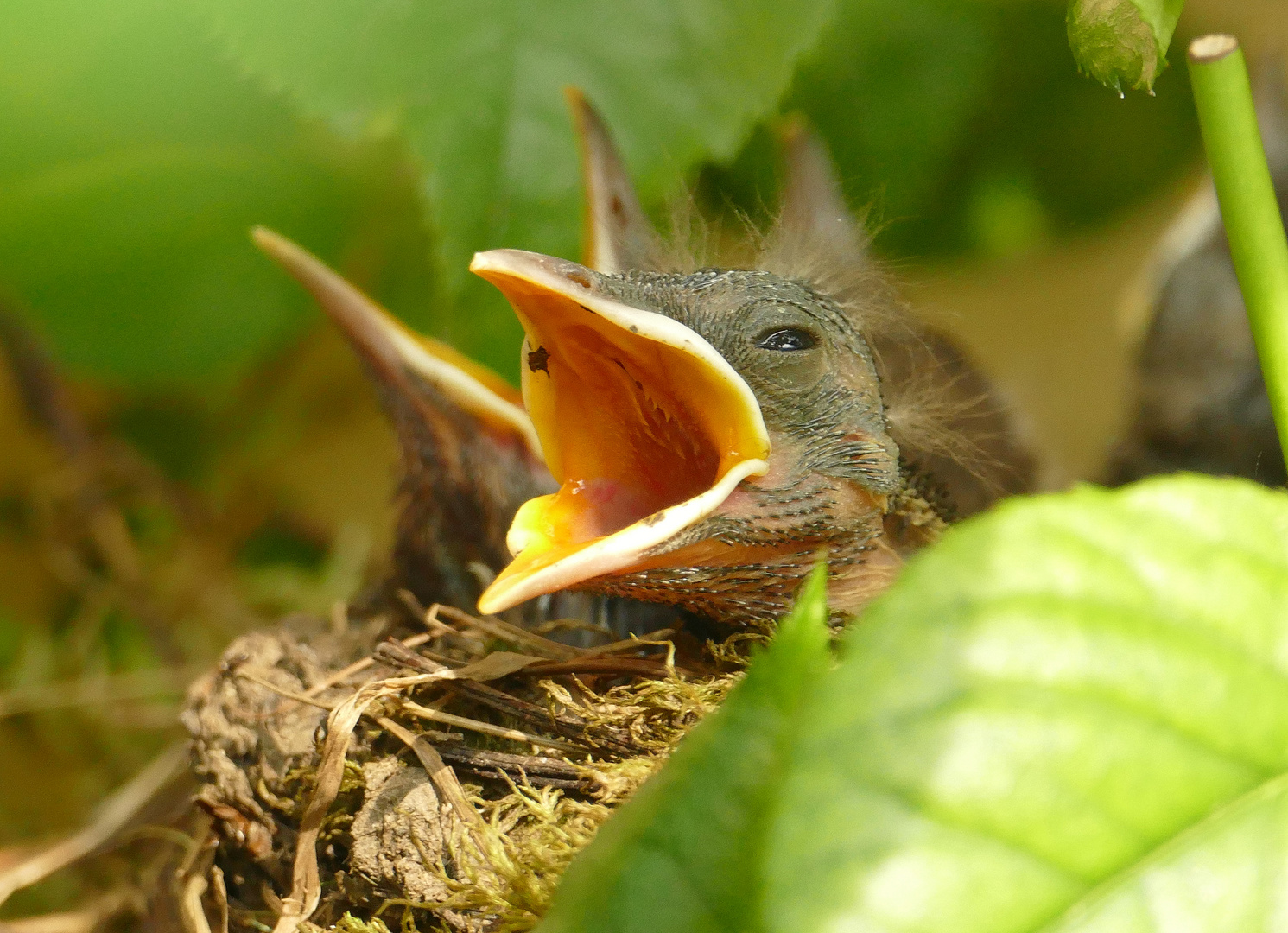 " Ich habe Hunger.........."