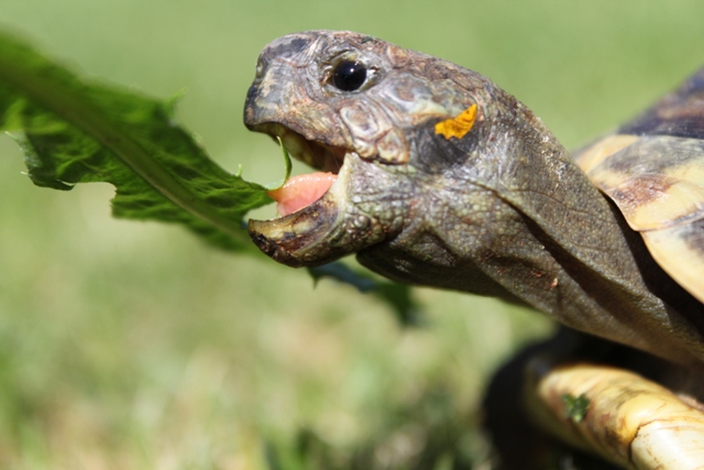 "Ich habe Hunger!"