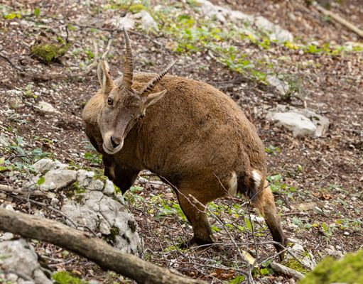 Ich habe ihr den Kopf verdreht..