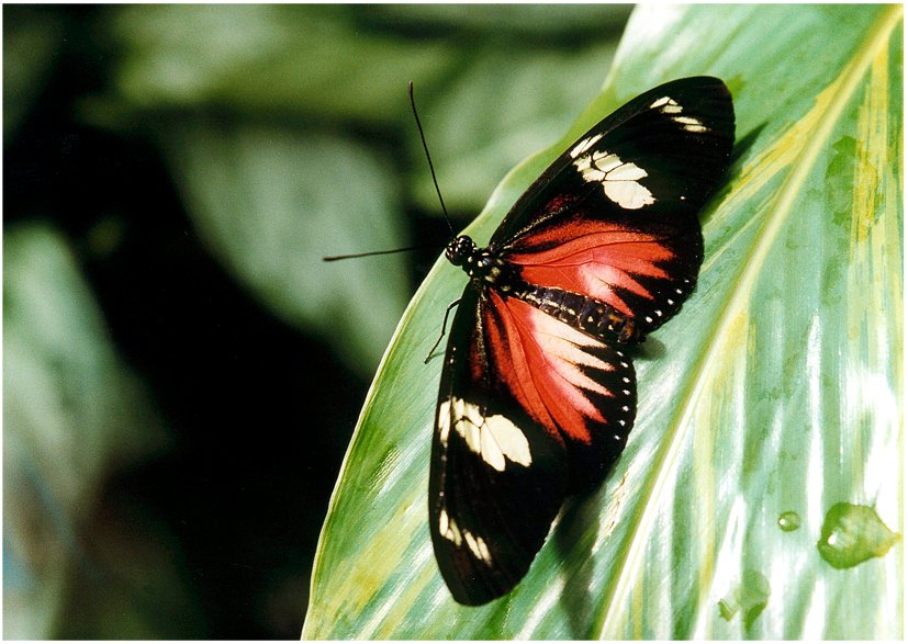 Ich habe keine Ahnung wie dieser hübsche Schmetterling heisst, ...