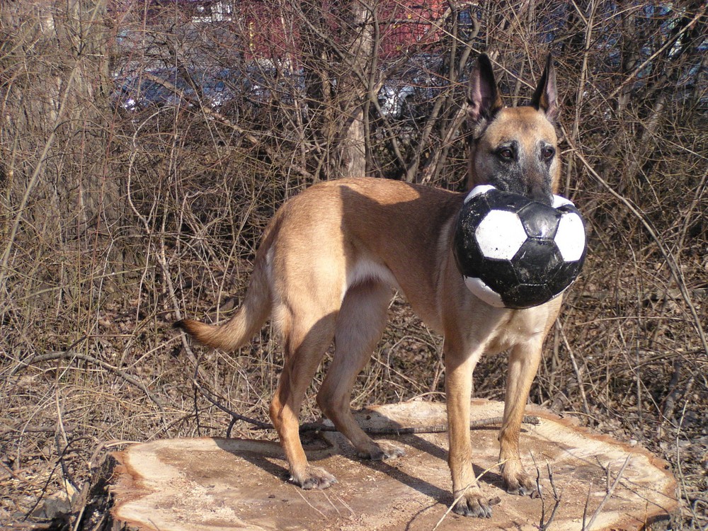 Ich habe meinen Ball den gebe ich nicht mehr her