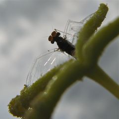 Ich habe mich mal ganz klein gemacht und habe mich in die Blüte der Nachtkerze begeben, . . .