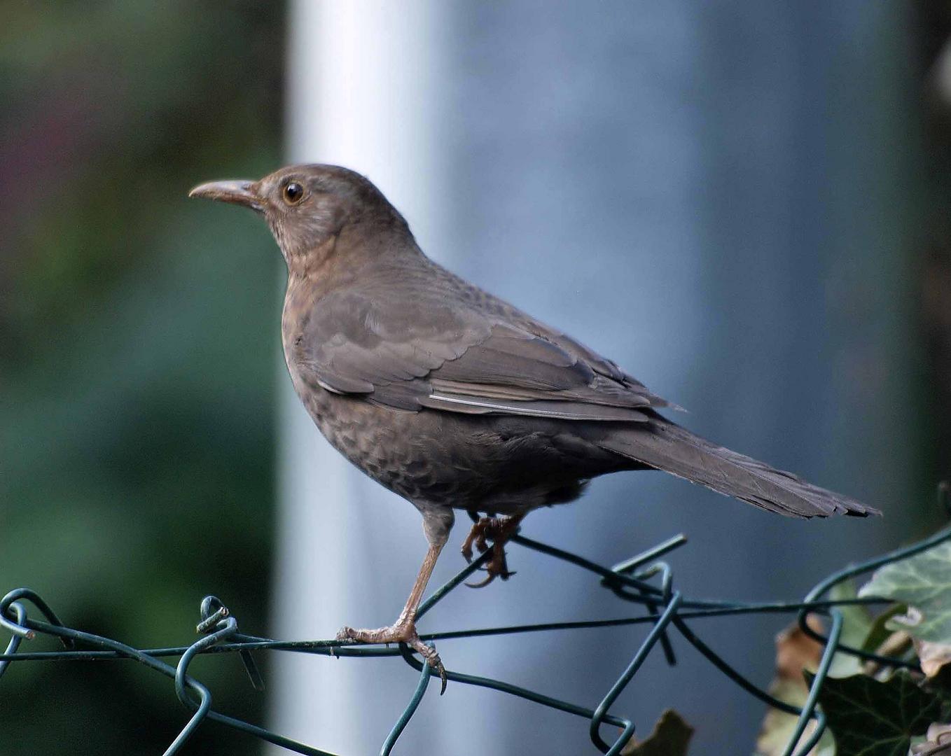 Ich habe mich mal wieder an einen Vogel gewagt :-)))