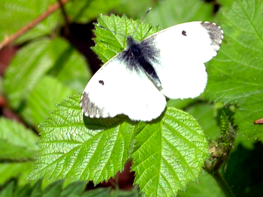 Ich habe mich nicht nicht wer ich bin. Foto & Bild tiere, wildlife