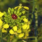 "Ich habe mir ein Nest gebaut"