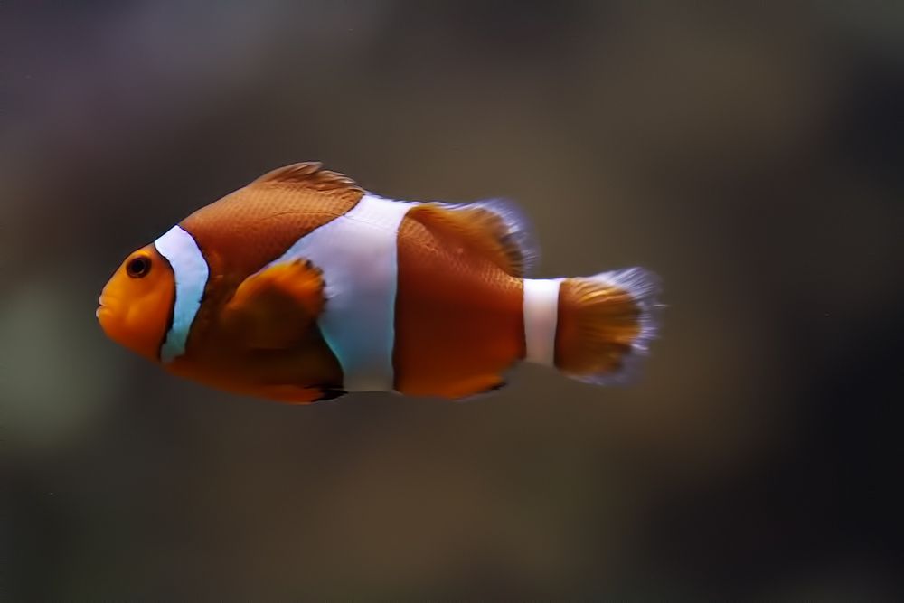 Ich habe Nemo gefunden:-)