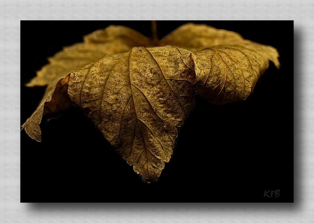 Ich habe noch ein Blatt gefunden....