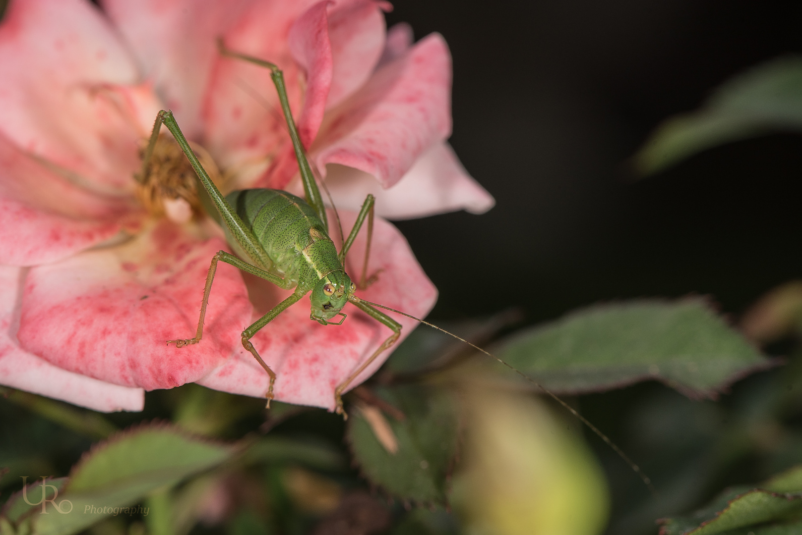 Ich habe noch nie einen Grashüpfer in einer Rose gesehen.