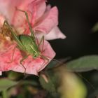 Ich habe noch nie einen Grashüpfer in einer Rose gesehen.