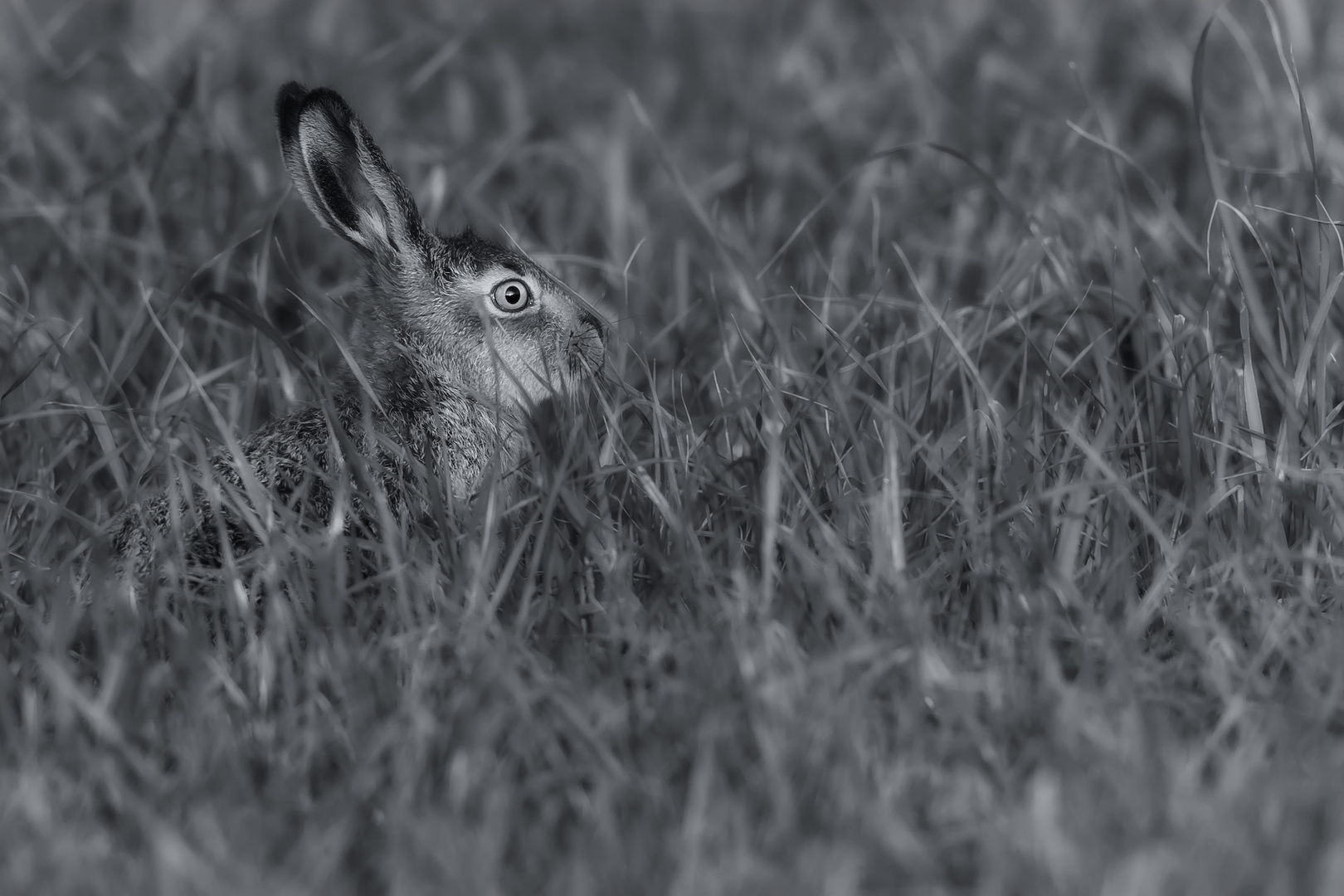 Ich habe schon den Osterhasen gesehen...