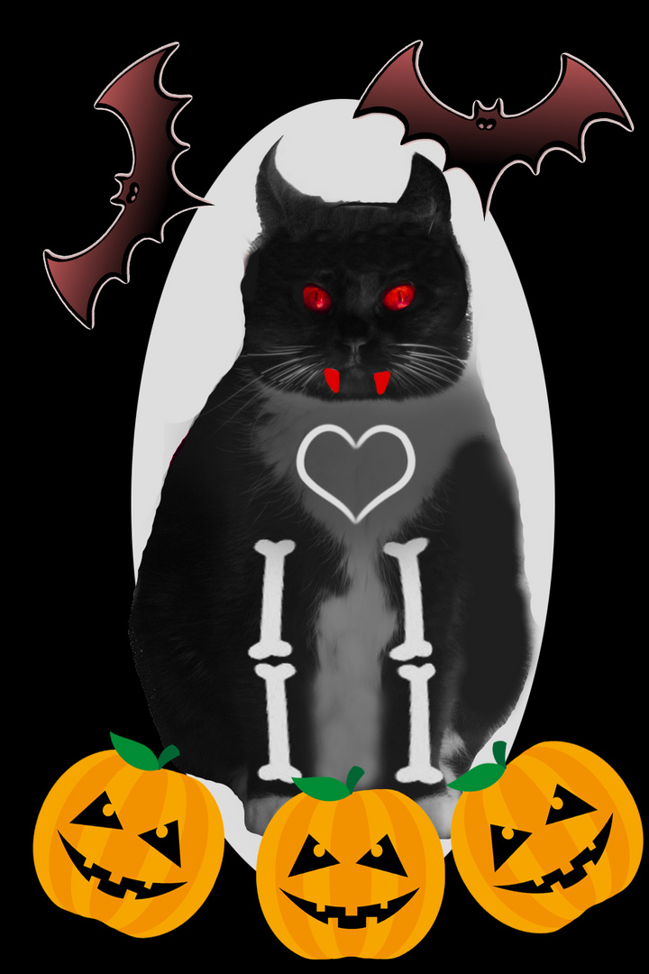 Ich Habe Schon Ein Helloween Kostum Foto Bild Projekte Die Katzen Gewerkschaft Katzen Bilder Auf Fotocommunity