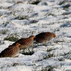 Ich habe sie unter Hühnervögel eingeordnet!? Es sind Rebhühner!