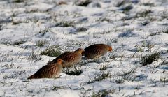 Ich habe sie unter Hühnervögel eingeordnet!? Es sind Rebhühner!