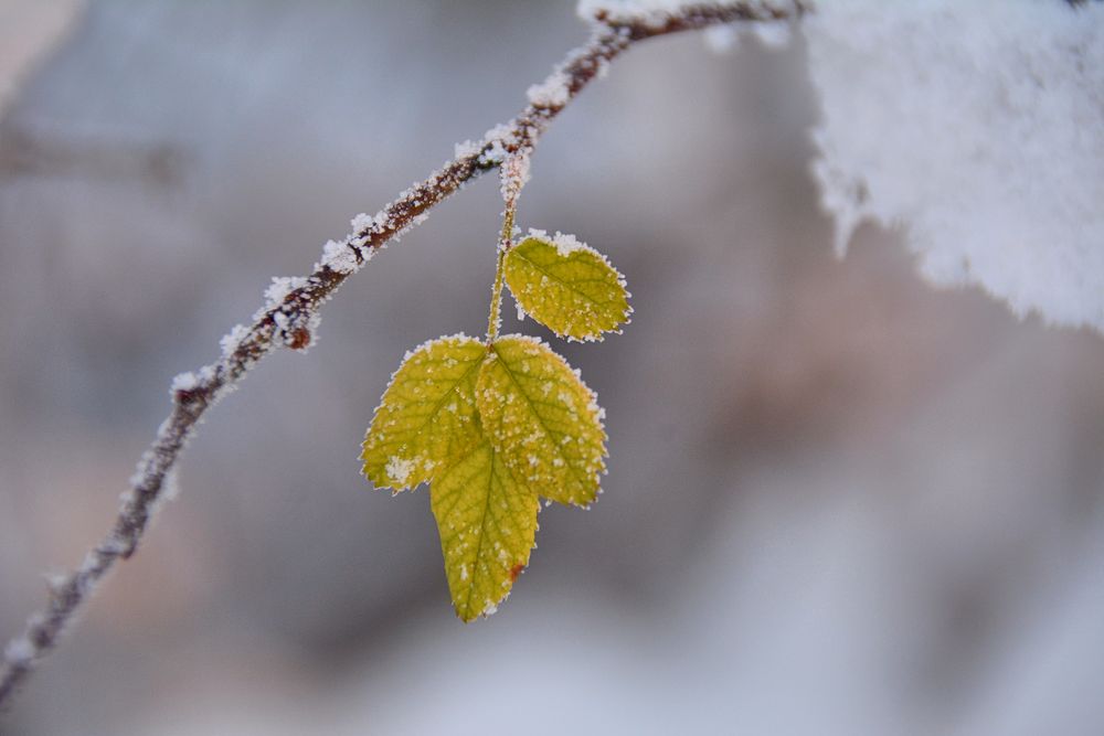 ich habe sogar den harten Frost