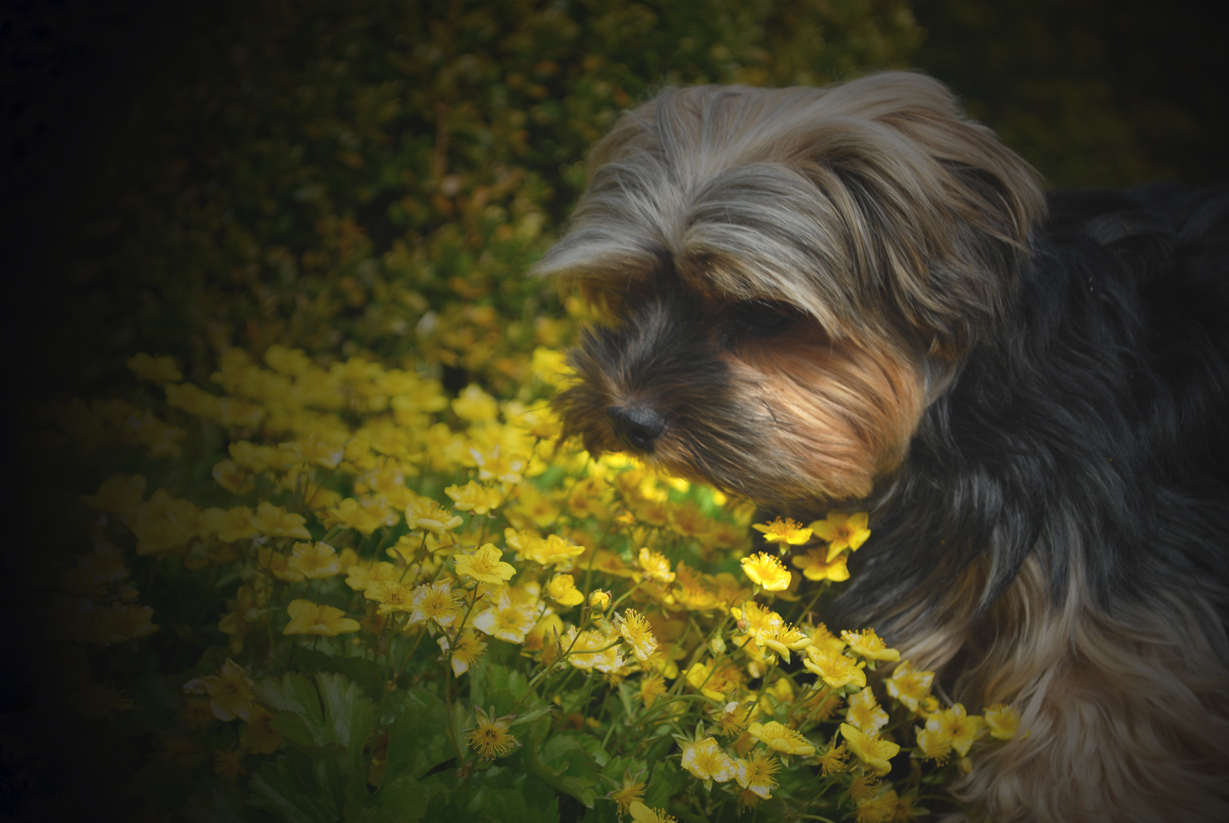 Ich habe viele Blumen doch die schönste Blume ist Josie....lach