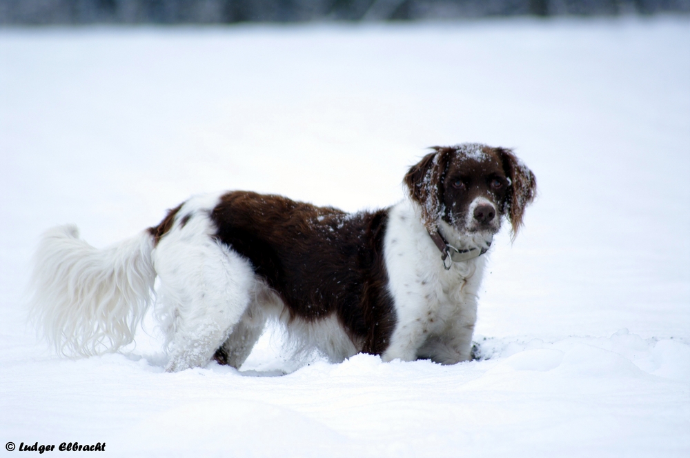 Ich habe was im Schnee gefunden !