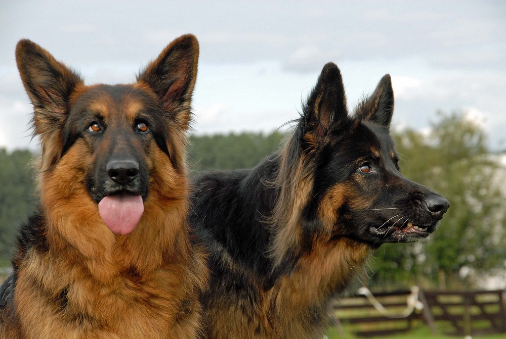 Ich habe wirklich nur einen Hundekeks hochgeschmissen.