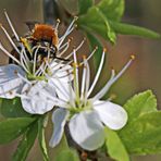 ich habe zwei Blüten zur Auswahl (2)