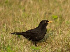 Ich hab´noch `nen Vogel ;-)