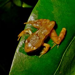 Ich habs geschafft! Jetzt bin ich ein richtiger Grasfrosch (Rana temporaria) und . . .