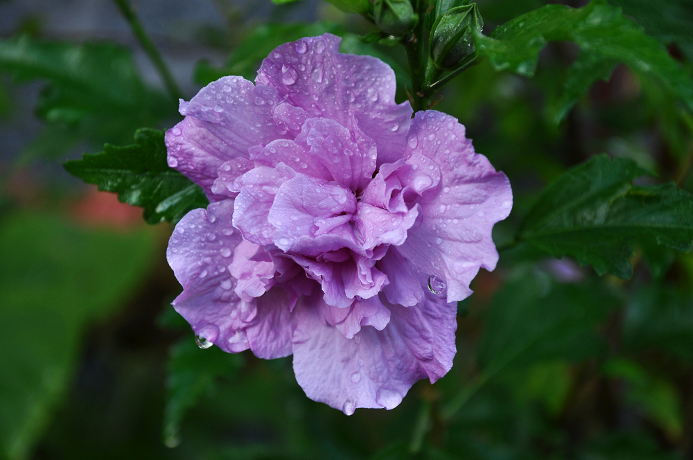 Ich häng im Regen, im Regen......