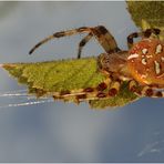 Ich hänge unter dem Blatt