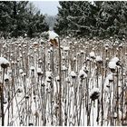 ich hätt so gerne Schnee ... !