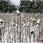 ich hätt so gerne Schnee ... !