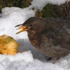 Ich hätte lieber Pommes...