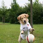 ich halt den ball......