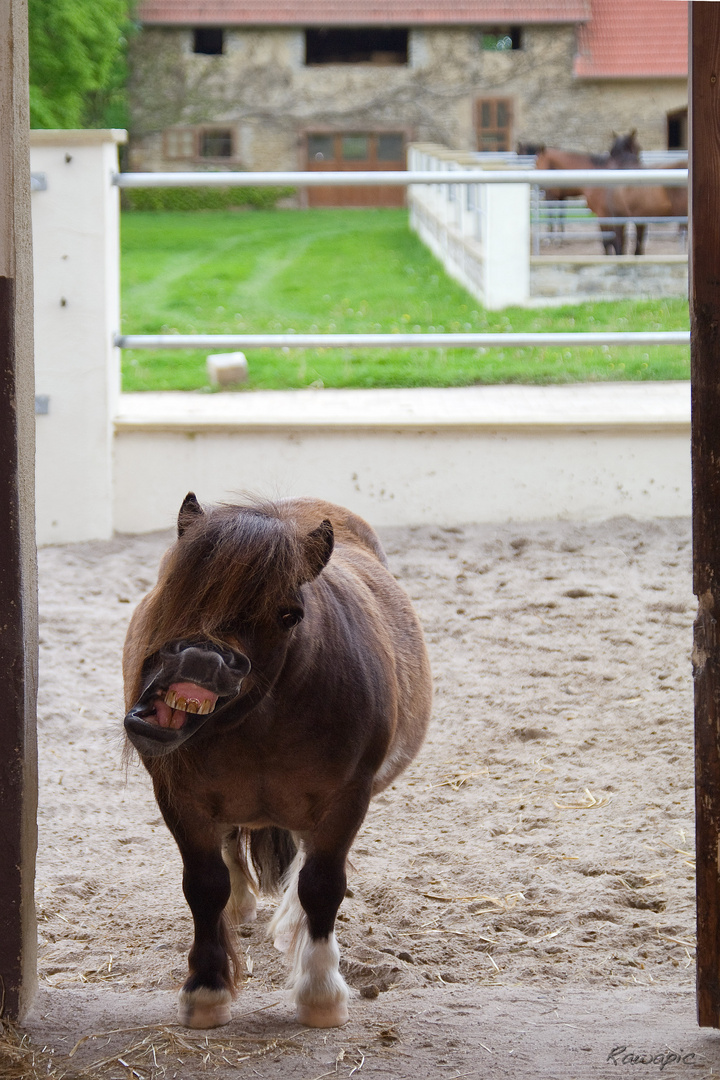 Ich hasse Paparazzi!