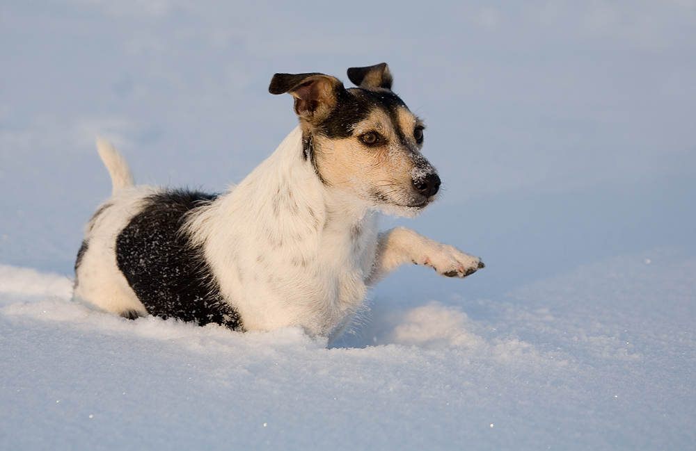 Ich hasse Tiefschnee