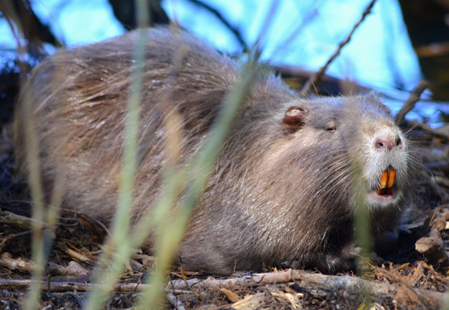 Ich HASSE Zahnärzte!... (Nutria?!)