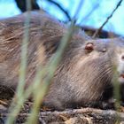 Ich HASSE Zahnärzte!... (Nutria?!)