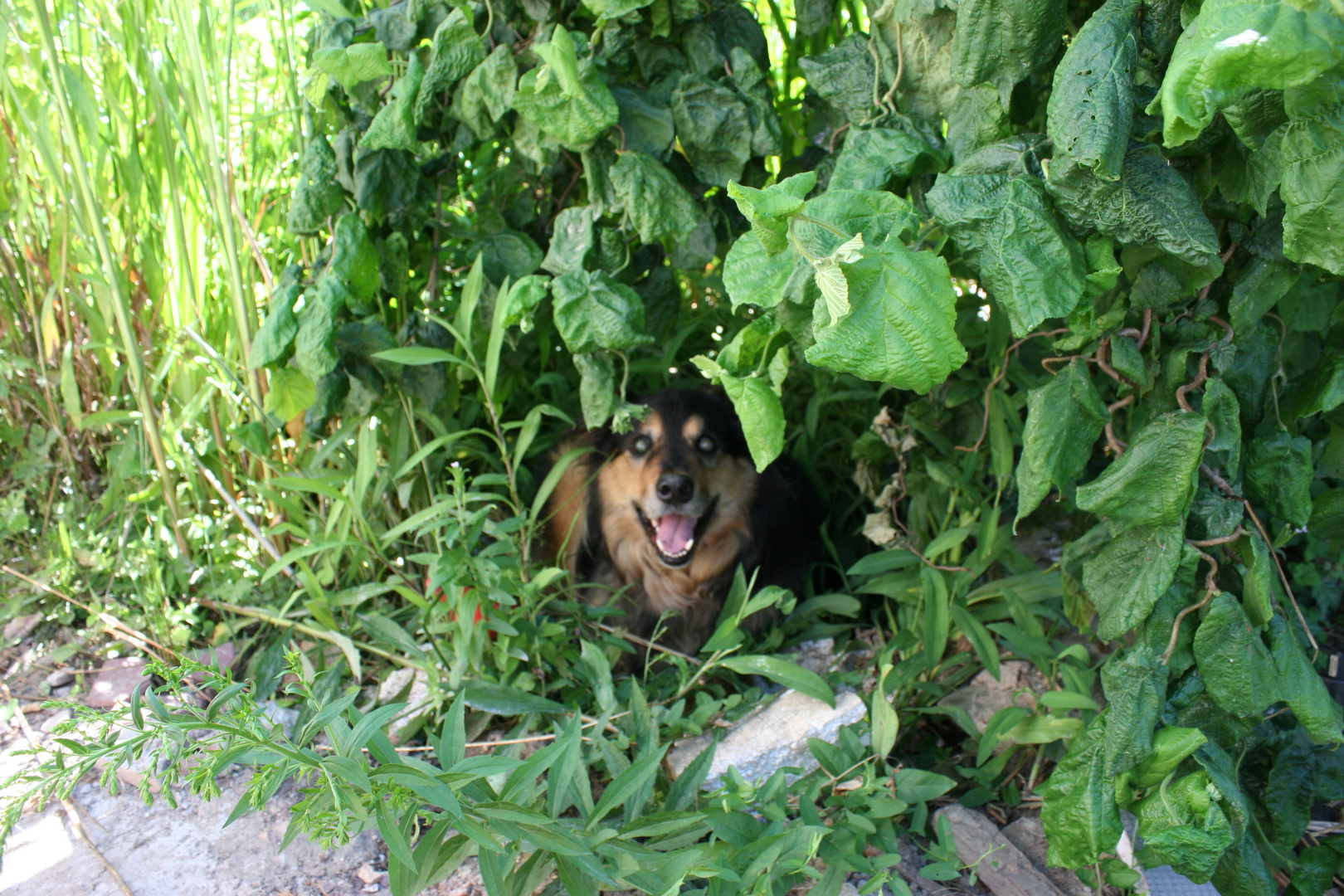 Ich heiße Ares und wollte mich verstecken