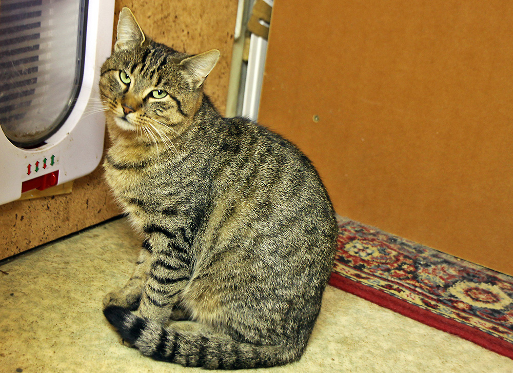 Ich heiße Berti bin ein Kater und schleiche ohne ein festes zu Hause zu haben  schon ...